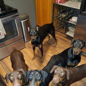 Meet your Posher, Wayne